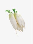 Cabbage Vegetable Seeds