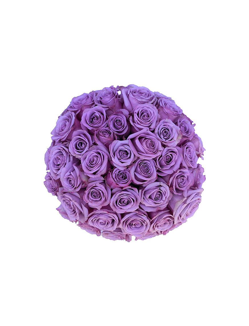 Purple roses flowers