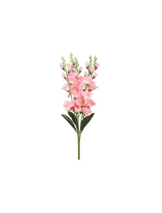 Gladiolus Flowers